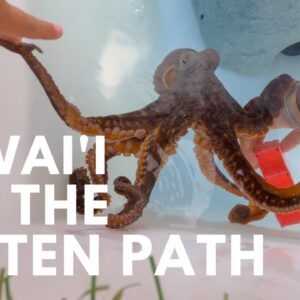 4 Hawaii Farm Tours You Shouldn’t Miss | Best Kailua-Kona, Big Island Things to Do