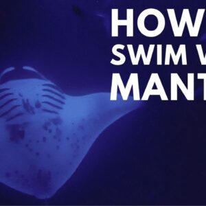 Discover the Ultimate Manta Ray Experience in Hawaii: Your Safest Path to Swimming with Graceful Giants