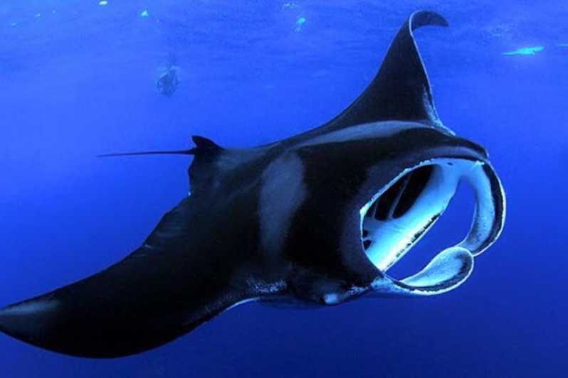 Night Manta Ray Snorkel Experience Review Introduction