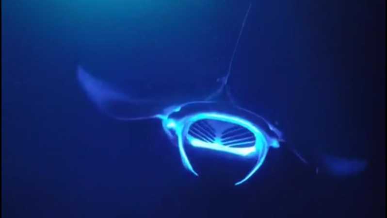 Night Manta Ray Snorkel Experience Review Why We Like Night Manta Ray Snorkel Experience