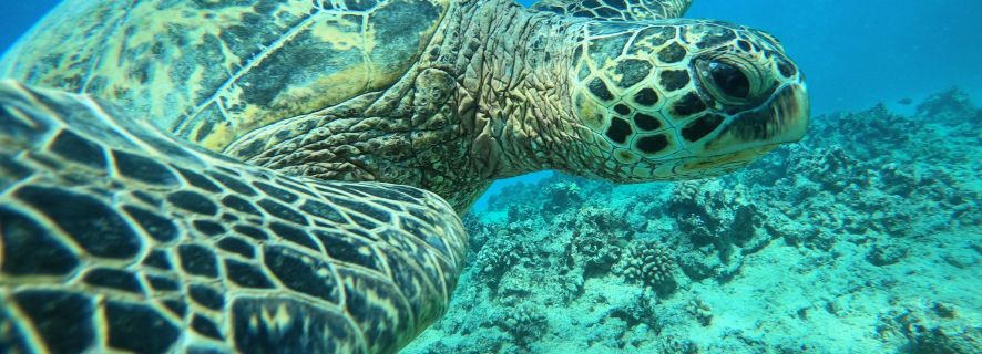 Oahu Afternoon Glass Bottom Boat Tour in Waikiki Review Overview of the Products Purpose and Key Features