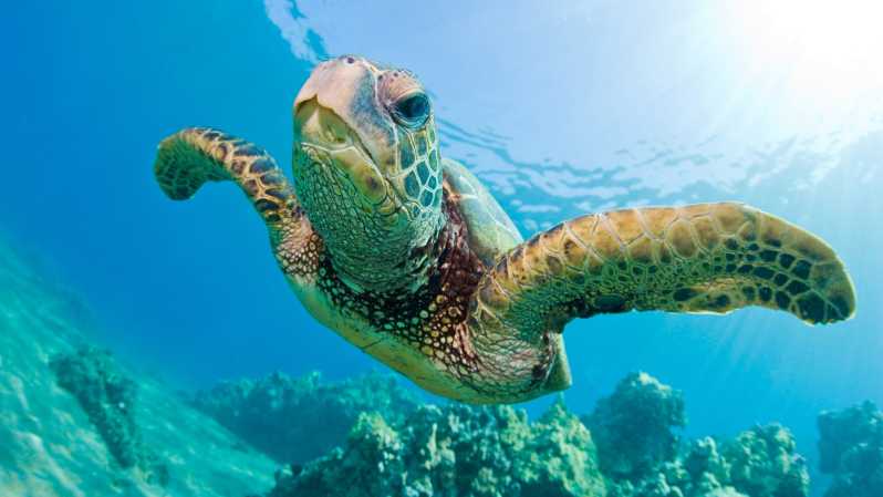 Oahu Afternoon Glass Bottom Boat Tour in Waikiki Review Why We Like This Product