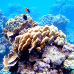 Snorkeling Tours Review