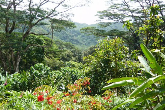 How Do I Explore The Lush Beauty Of Hawaiis Rainforests?