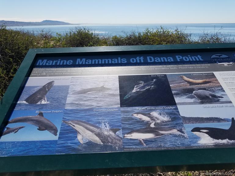 Whats The Best Way To Spot Dolphins And Whales From The Shore?