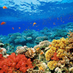 Where Can I Take A Guided Snorkeling Tour To See Coral Reefs?