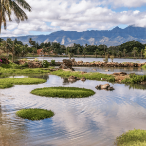 How Can I Experience A Traditional Hawaiian Fishpond Tour?