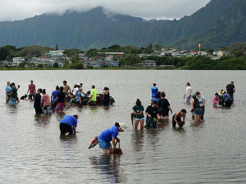 How Can I Experience A Traditional Hawaiian Fishpond Tour?