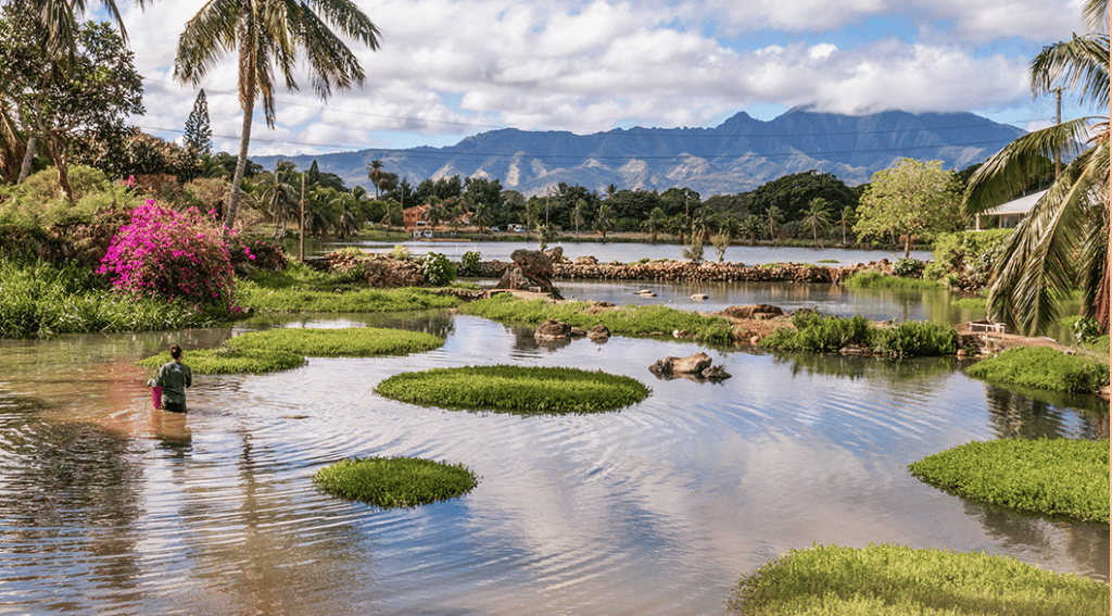 How Can I Experience A Traditional Hawaiian Fishpond Tour?