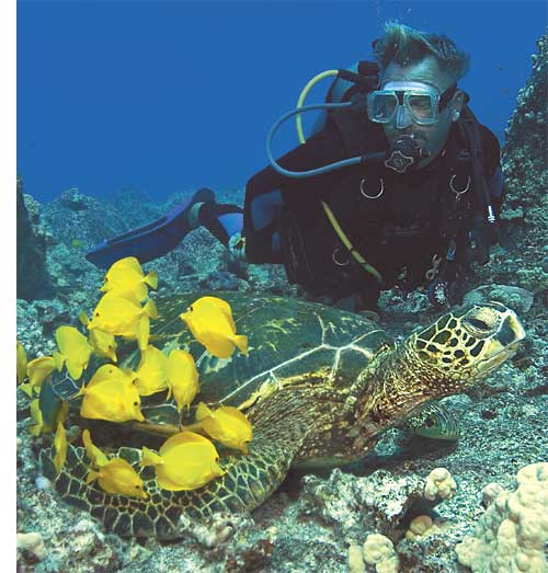 How Can I Explore Hawaiis Rich Marine Life With A Scuba Dive?