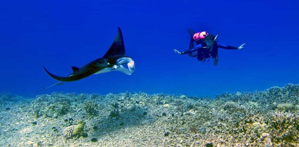 How Can I Explore Hawaiis Rich Marine Life With A Scuba Dive?