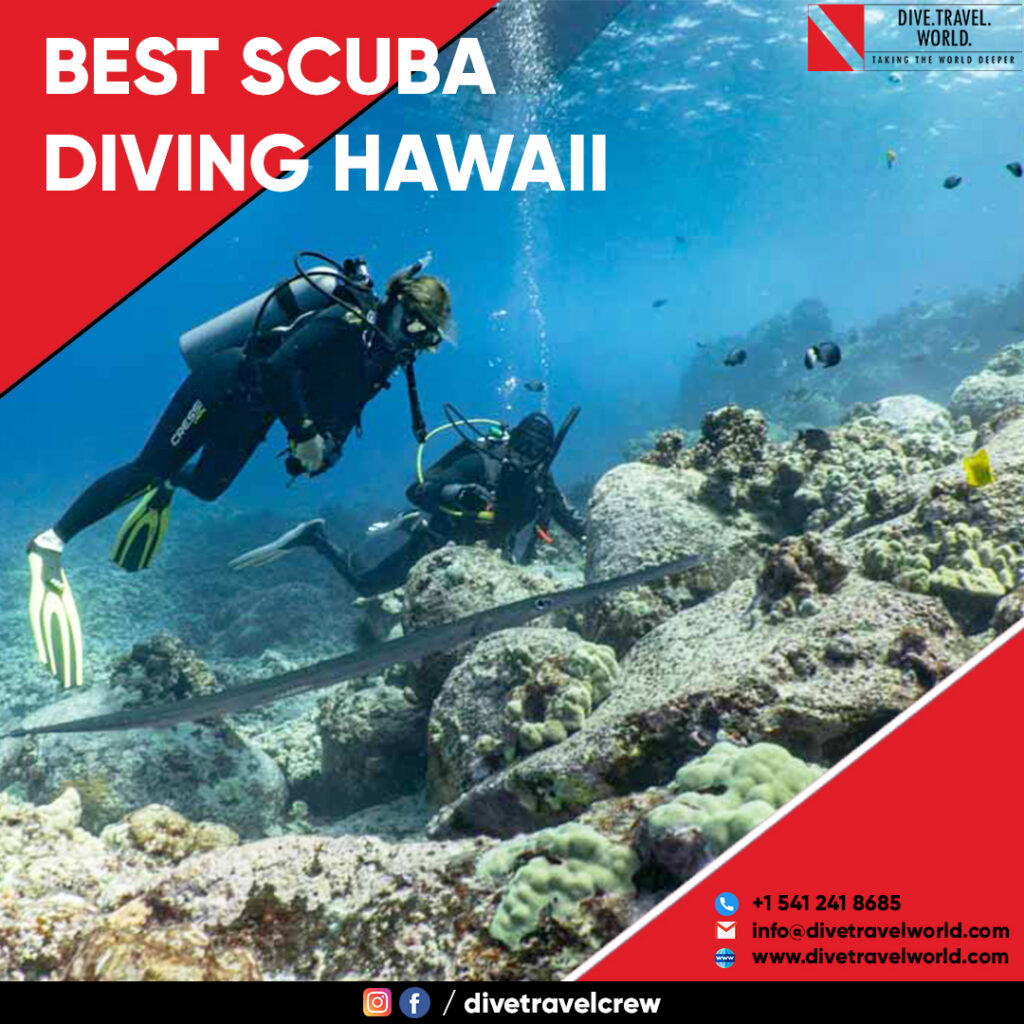 How Can I Explore Hawaiis Rich Marine Life With A Scuba Dive?