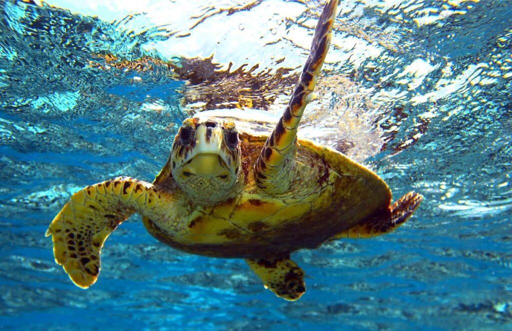 How Can I Get A Glimpse Of Sea Turtles In Hawaii?