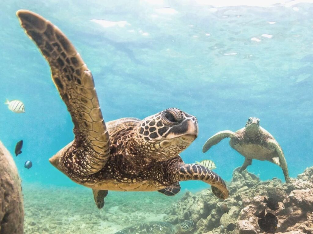 How Can I Get A Glimpse Of Sea Turtles In Hawaii?