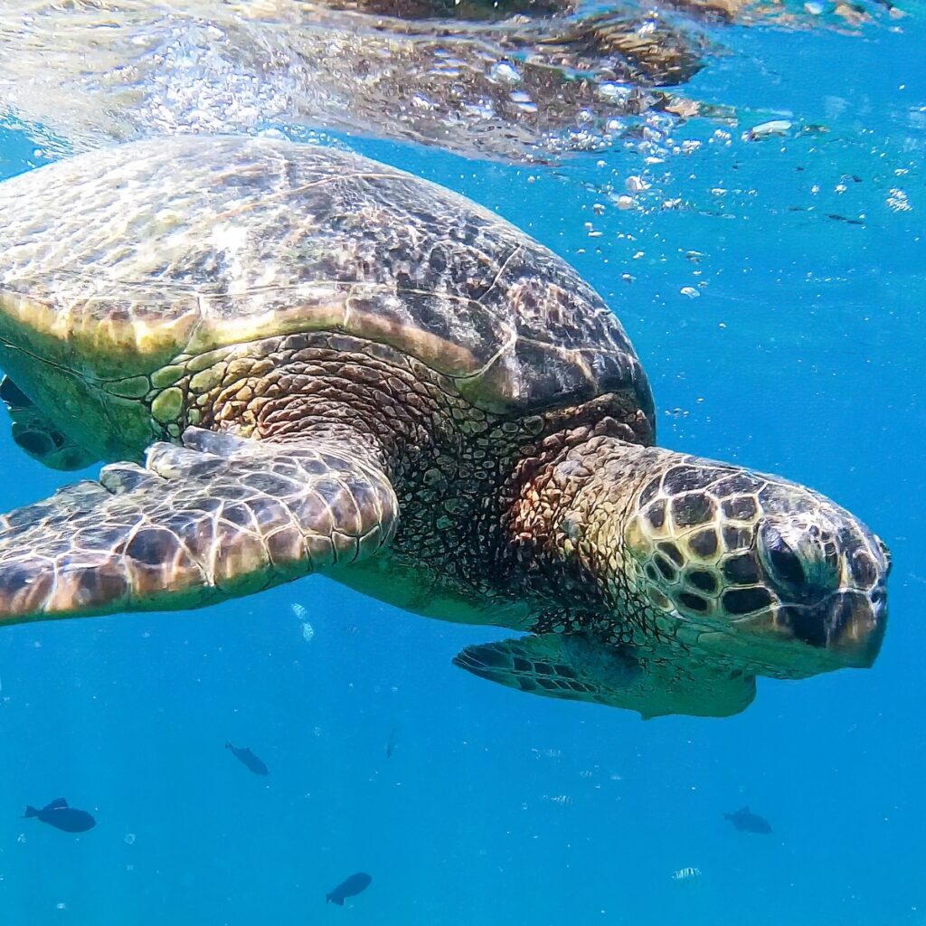 How Can I Get A Glimpse Of Sea Turtles In Hawaii?