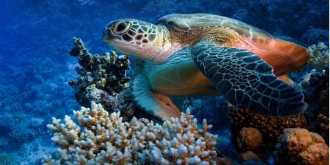 How Can I Get A Glimpse Of Sea Turtles In Hawaii?