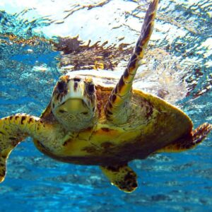 How Can I Get A Glimpse Of Sea Turtles In Hawaii?