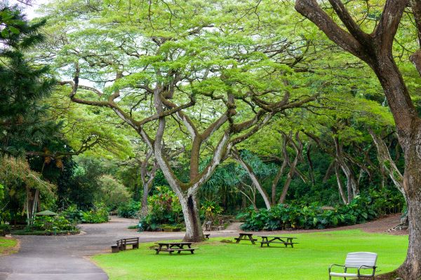 How Do I Explore Hawaiis Botanical Gardens And Native Plants?