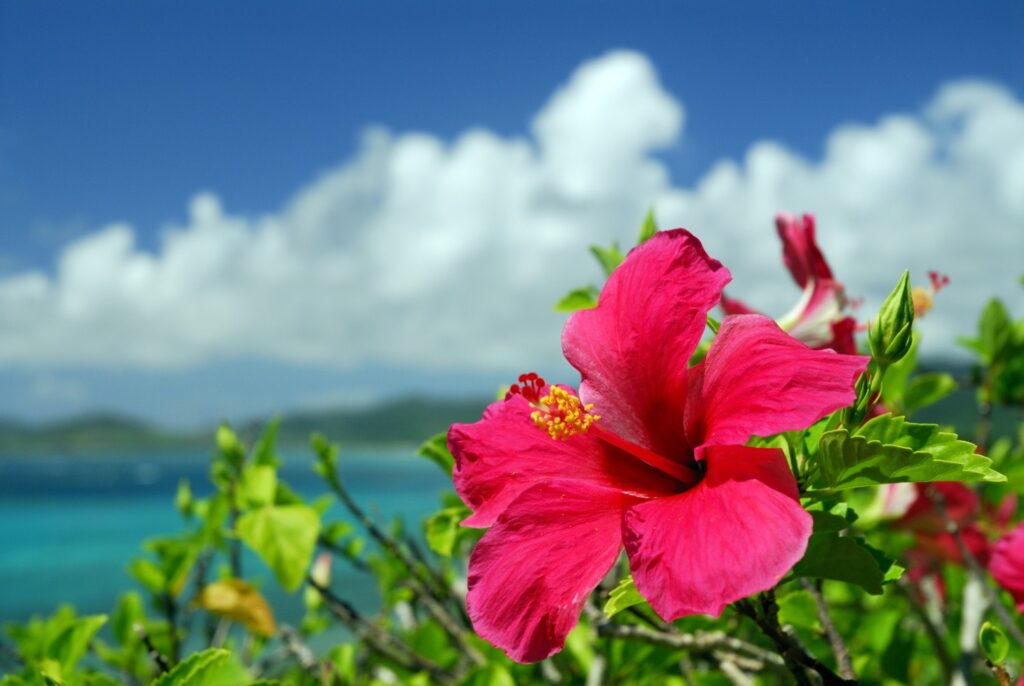 How Do I Explore Hawaiis Botanical Gardens And Native Plants?