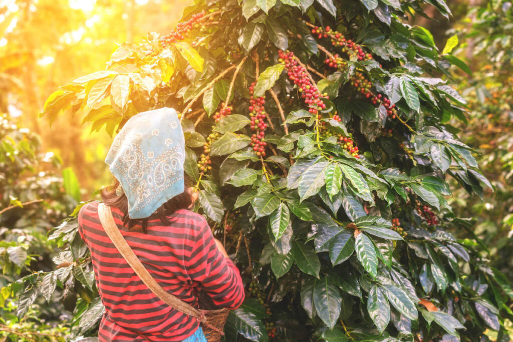 How Do I Explore Hawaiis Coffee Plantations And Taste Local Brews?