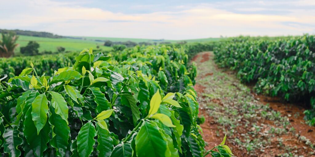 How Do I Explore Hawaiis Coffee Plantations And Taste Local Brews?