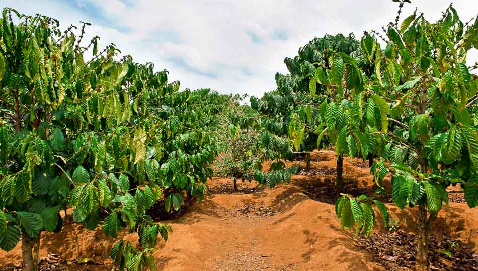 How Do I Explore Hawaiis Coffee Plantations And Taste Local Brews?