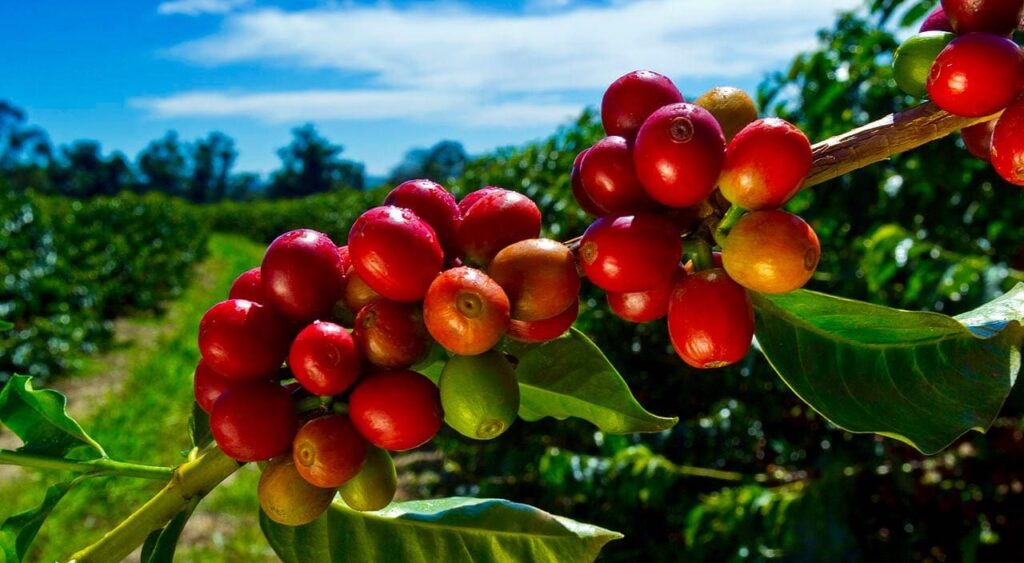 How Do I Explore Hawaiis Coffee Plantations And Taste Local Brews?