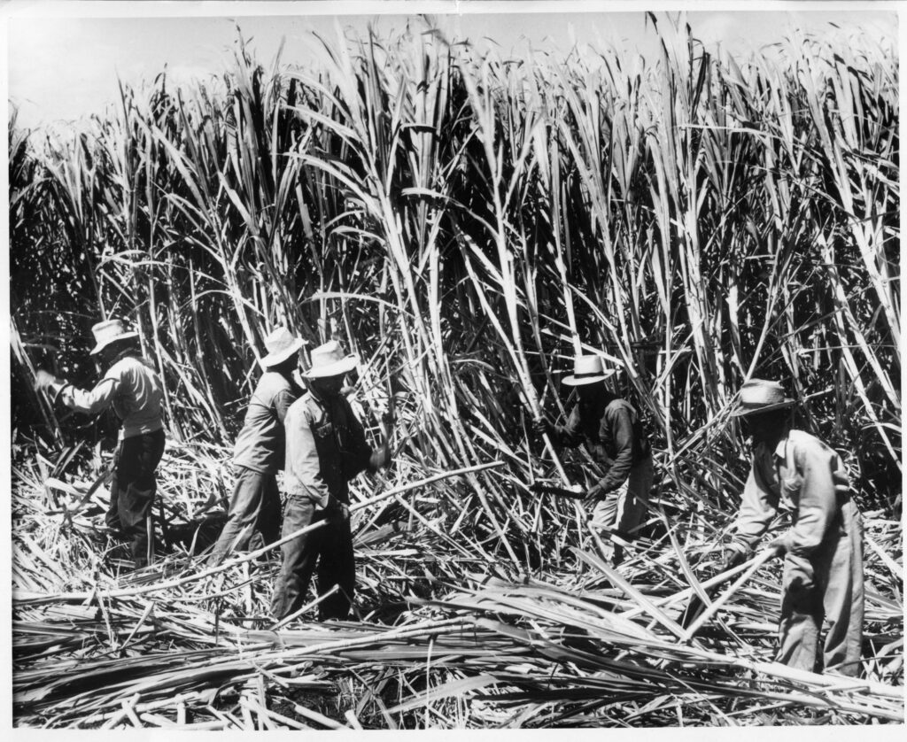 How Do I Learn About Hawaiis Historic Plantation Era?