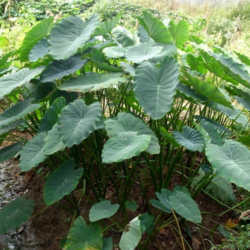 Whats The Best Way To Learn About The Importance Of Taro Cultivation?