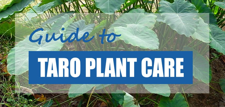 Whats The Best Way To Learn About The Importance Of Taro Cultivation?