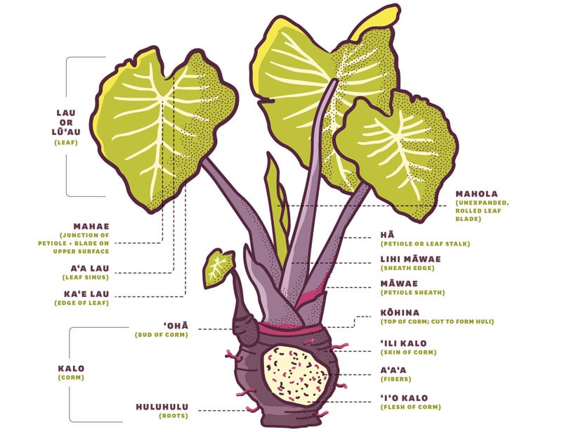 Whats The Best Way To Learn About The Importance Of Taro Cultivation?