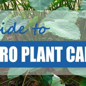 What’s The Best Way To Learn About The Importance Of Taro Cultivation?