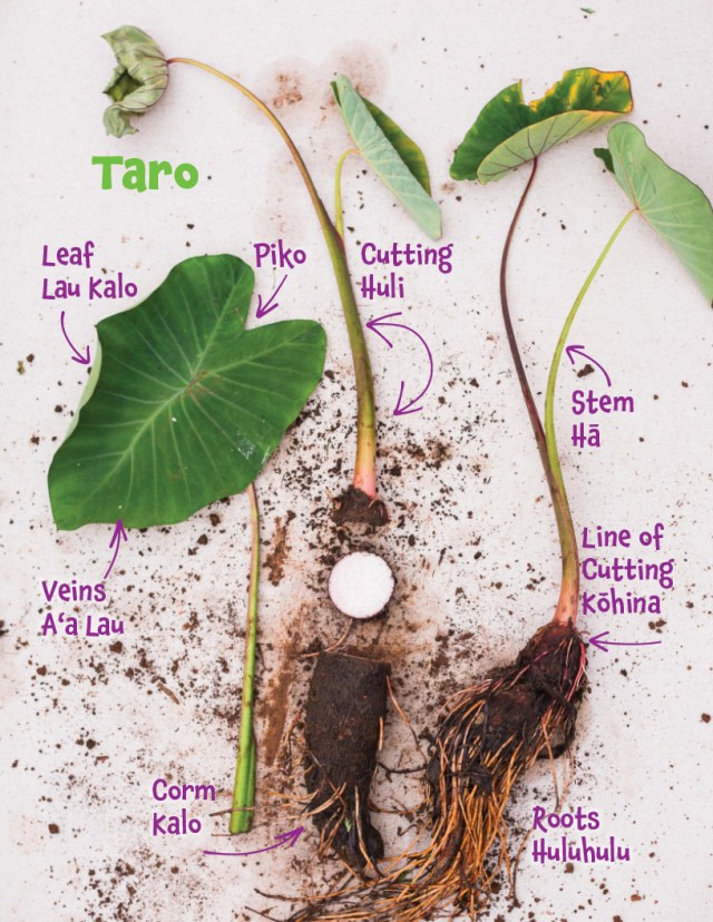 Whats The Best Way To Learn About The Importance Of Taro Cultivation?