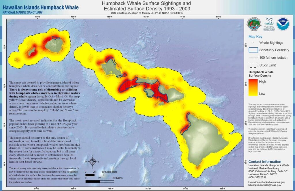 Whats The Best Way To See Whales In Hawaii?