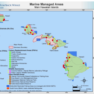 What’s The Best Way To See Whales In Hawaii?