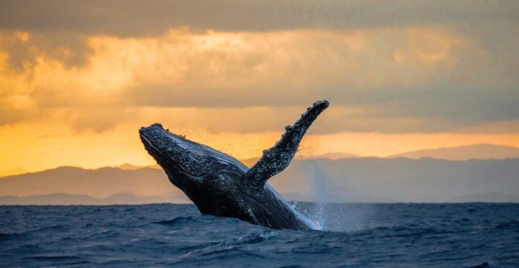 Whats The Best Way To See Whales In Hawaii?