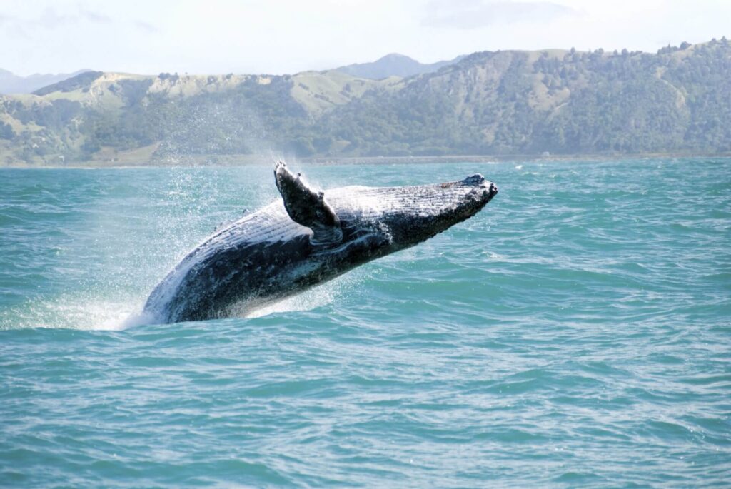 Whats The Best Way To See Whales In Hawaii?