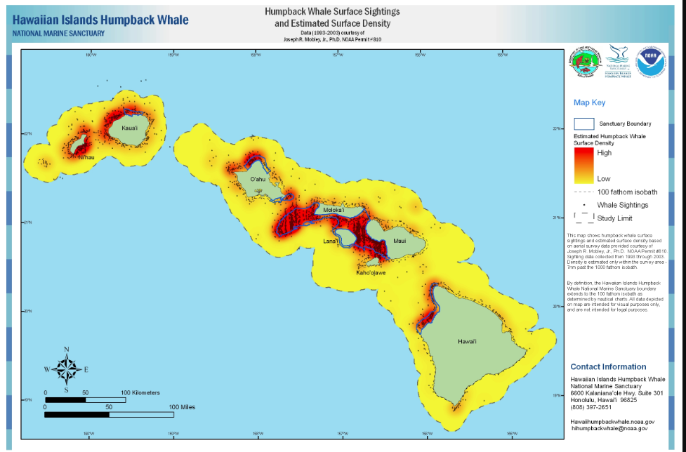 Whats The Best Way To See Whales In Hawaii?