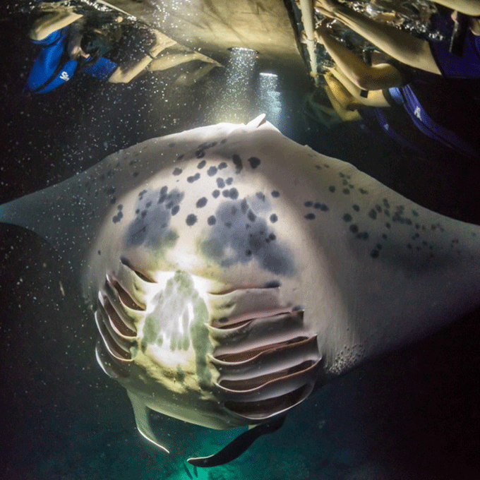 Where Can I Experience A Guided Night Snorkel With Manta Rays?