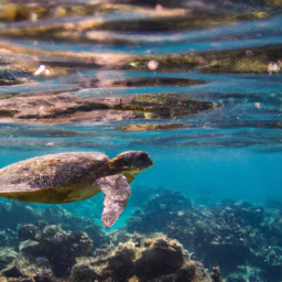 Where Can I Experience A Guided Snorkeling Tour To Spot Green Sea Turtles?