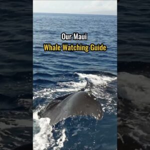 A Comprehensive Maui Whale-Watching Guide: Best Spots for Shoreline Viewing and Exciting Tours