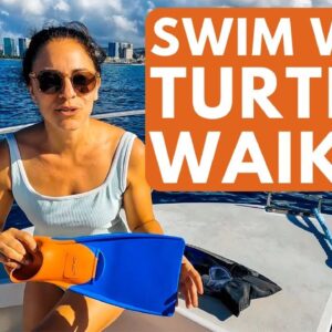 Guaranteed Hawaii Turtles Swimming Experience: Your Ticket to Swimming with Turtles